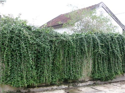 Làng khoa bảng và danh nhân nhiều đời ở Hà Tĩnh